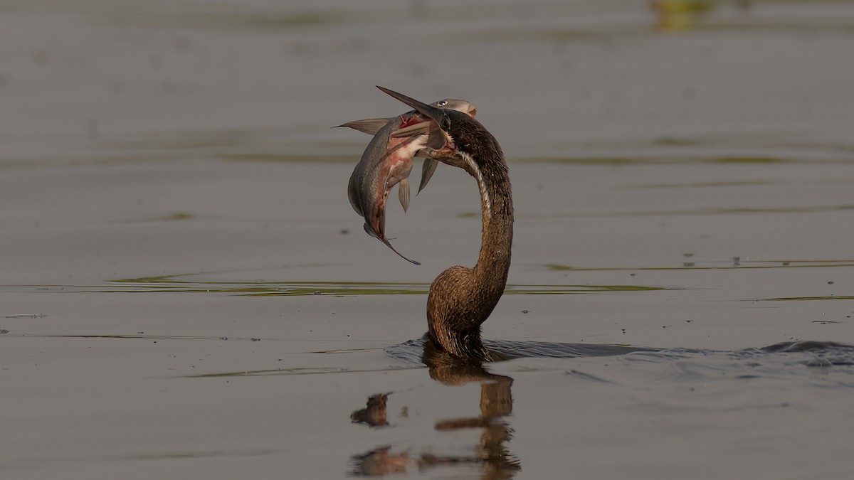 African Darter - Eric van Poppel