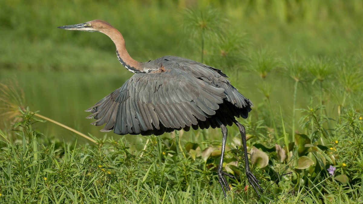 Goliath Heron - Eric van Poppel