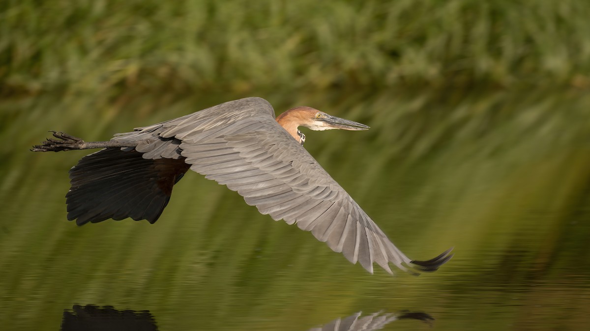 Goliath Heron - Eric van Poppel