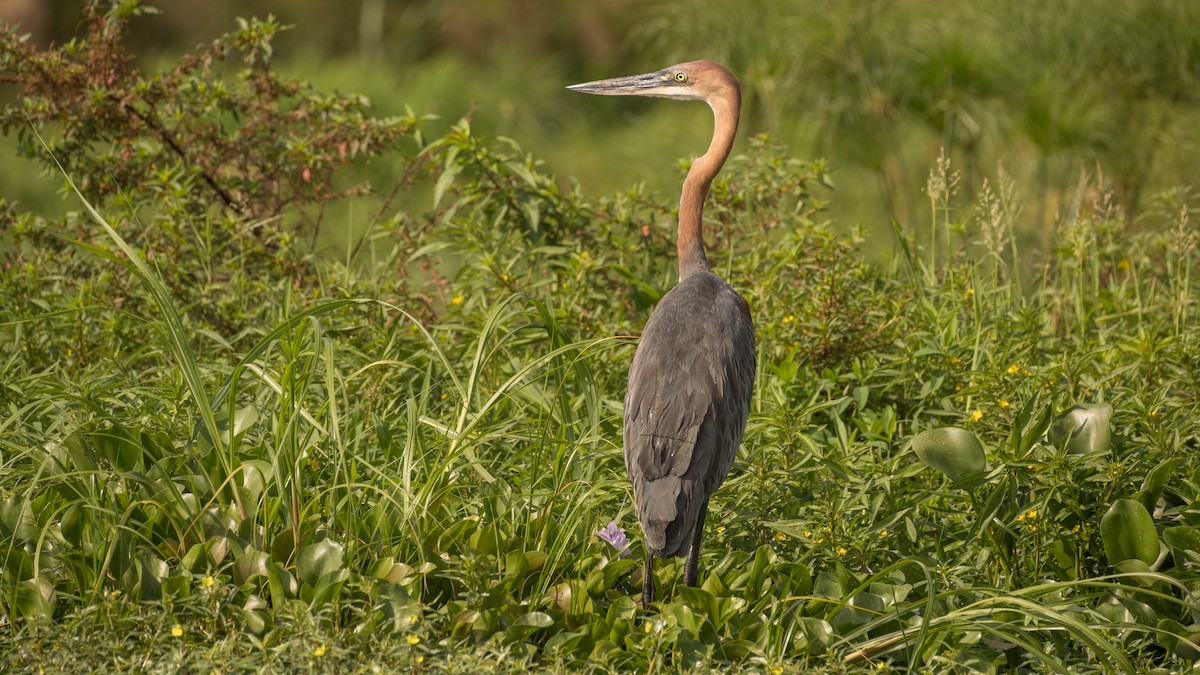 Goliath Heron - ML597905061