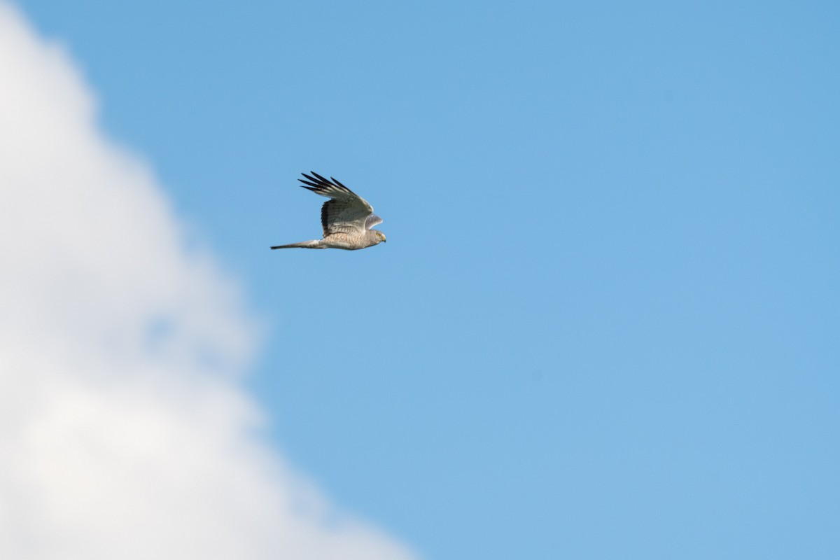 Northern Harrier - ML597907731