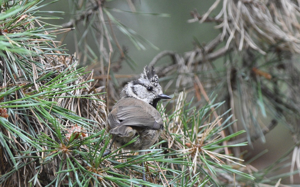 Crested Tit - ML597908051