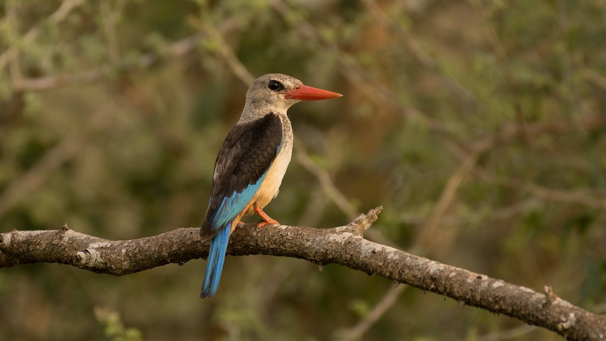 Gray-headed Kingfisher - ML597908371