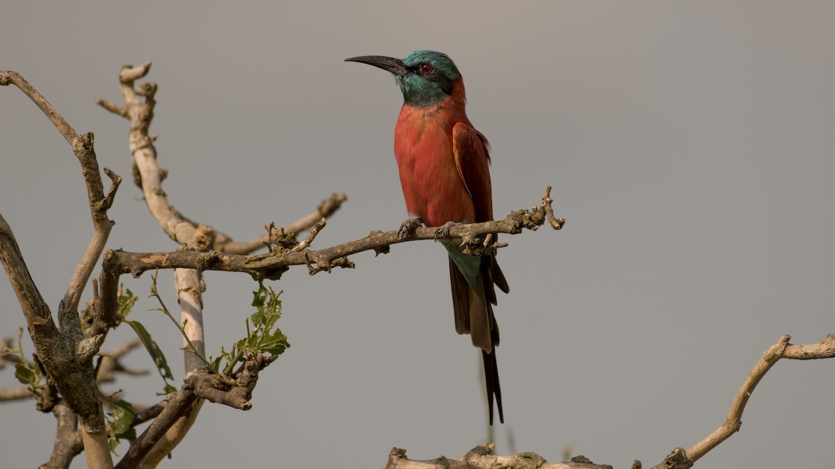 Northern Carmine Bee-eater - Eric van Poppel