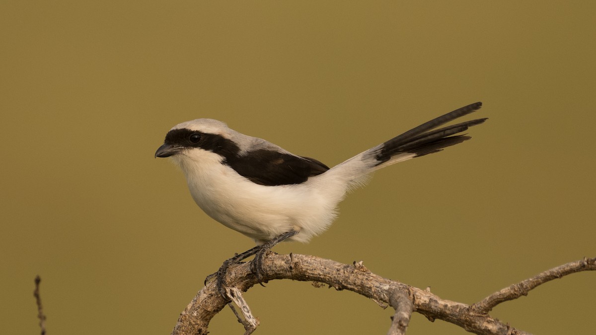 Gray-backed Fiscal - Eric van Poppel