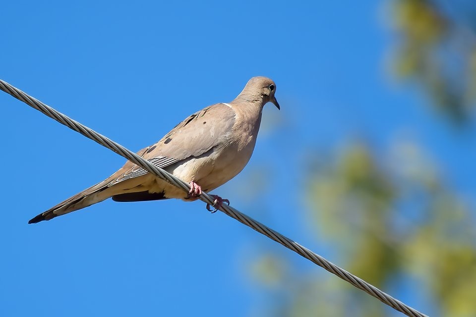 תורית אמריקנית - ML597908761