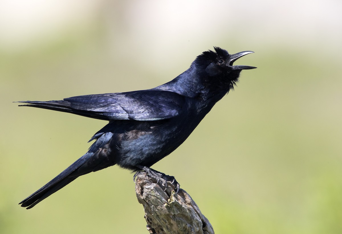 Tamaulipas Crow - ML597909561