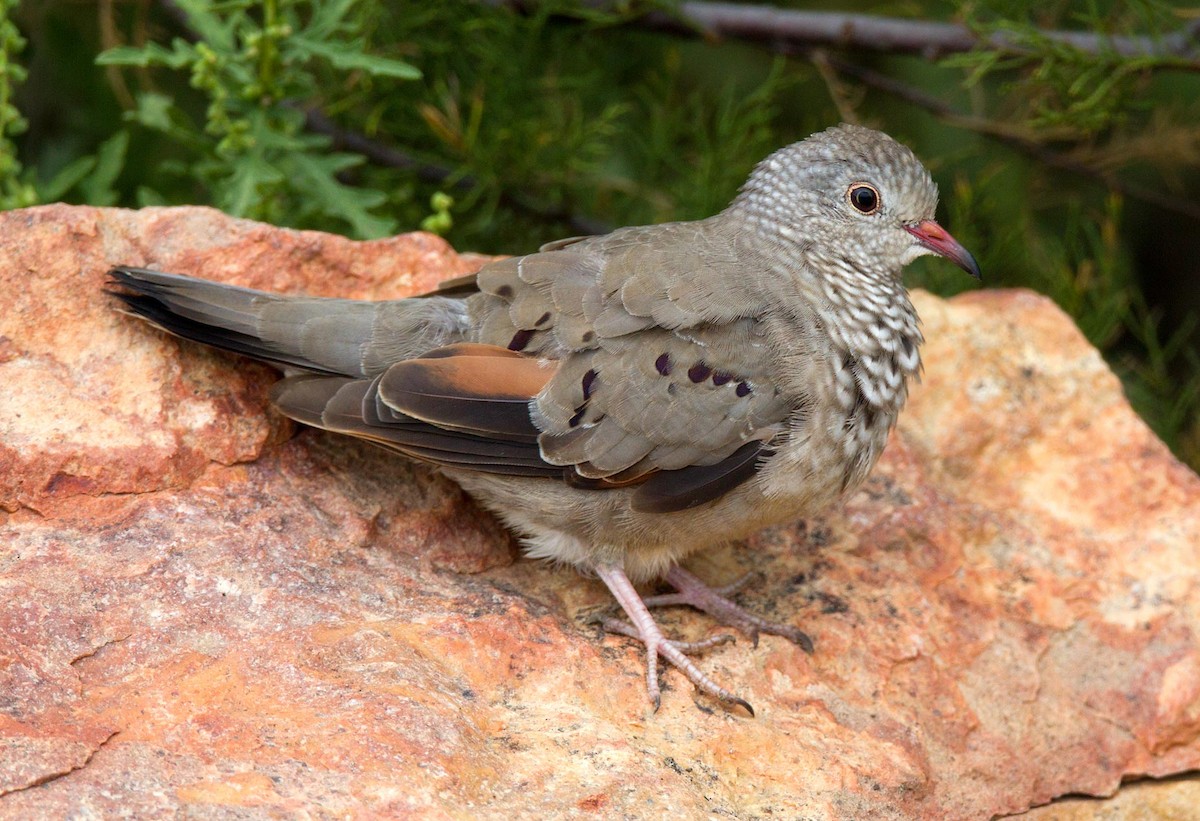 Common Ground Dove - ML597910441