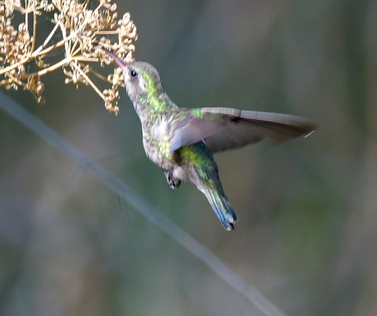 Broad-billed Hummingbird - ML597911481