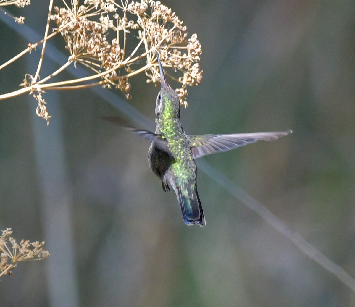 Broad-billed Hummingbird - ML597911491