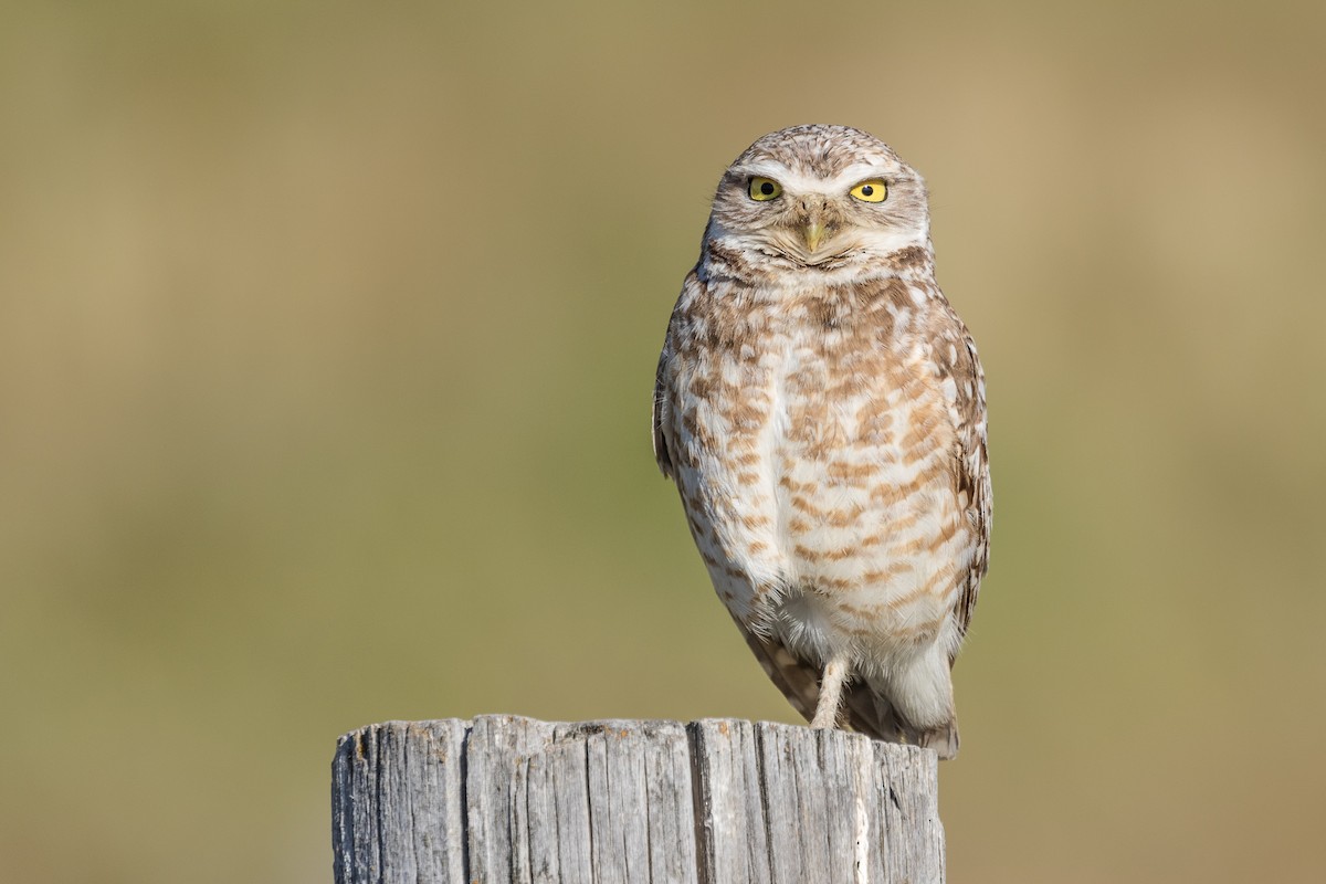 Burrowing Owl - Ken Chamberlain