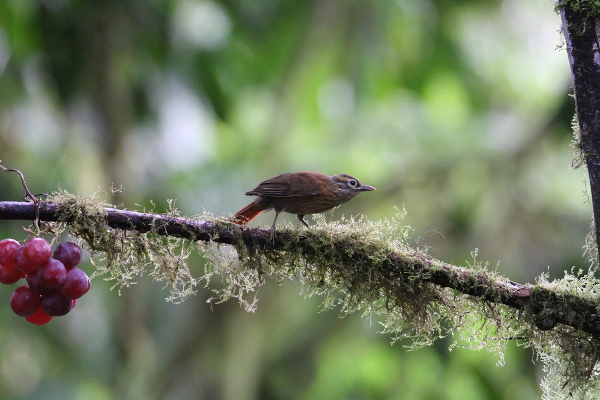 Scaly-throated Foliage-gleaner - ML597912051