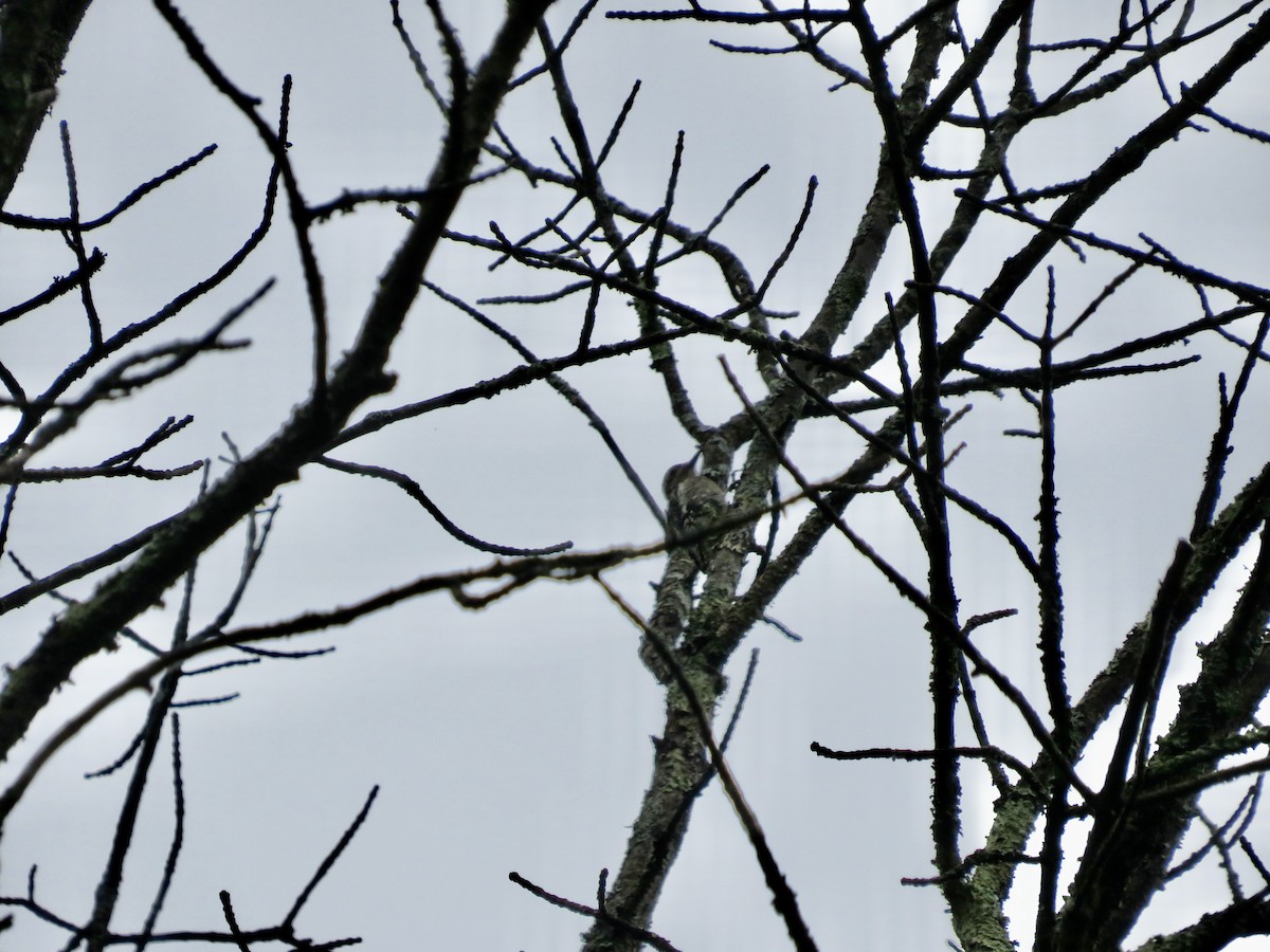 Yellow-bellied Sapsucker - ML597913141