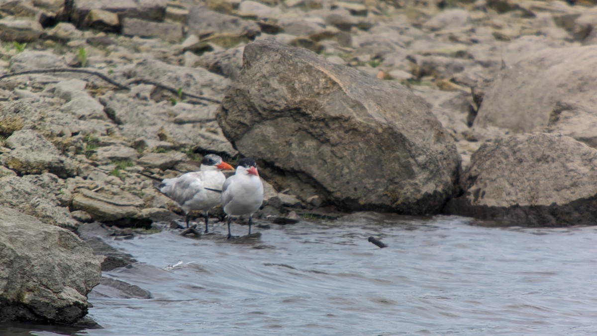 Caspian Tern - ML597913371