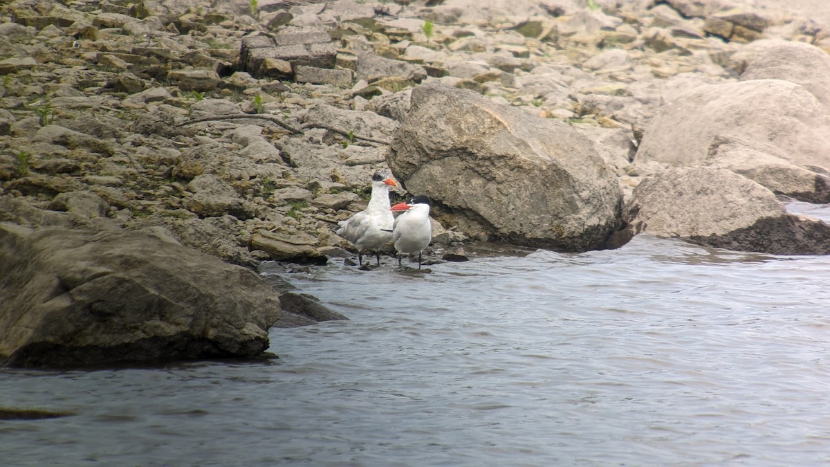 Caspian Tern - ML597913381