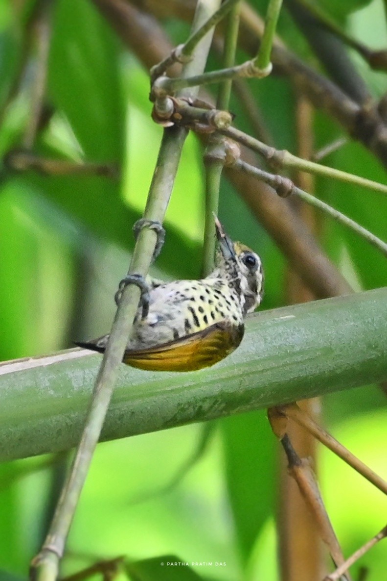 Speckled Piculet - ML597913891