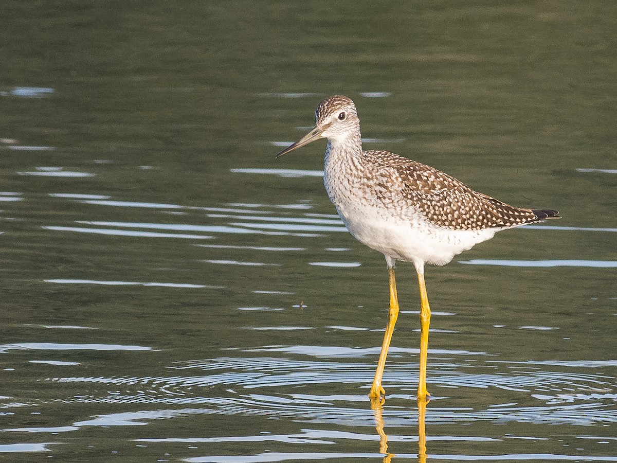 plystresnipe - ML597915281