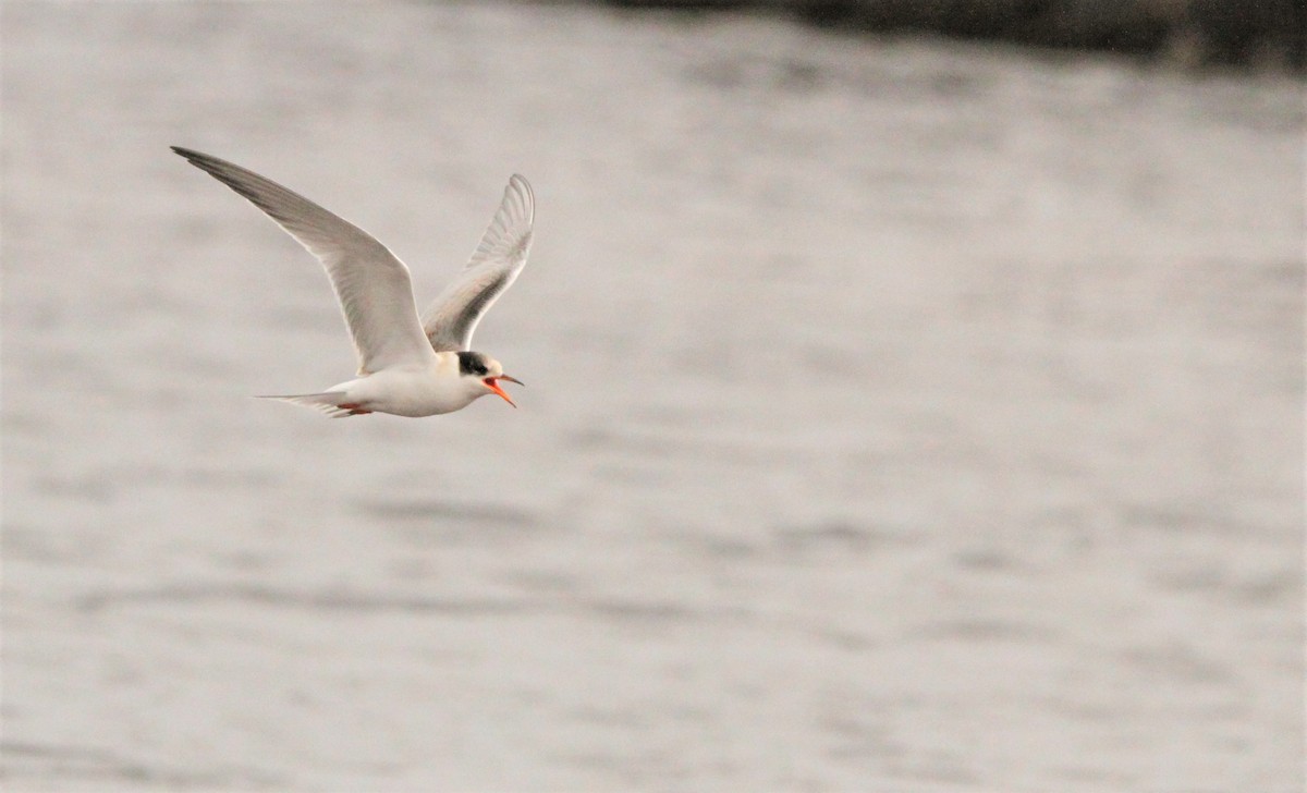 Common Tern - Simon Davies