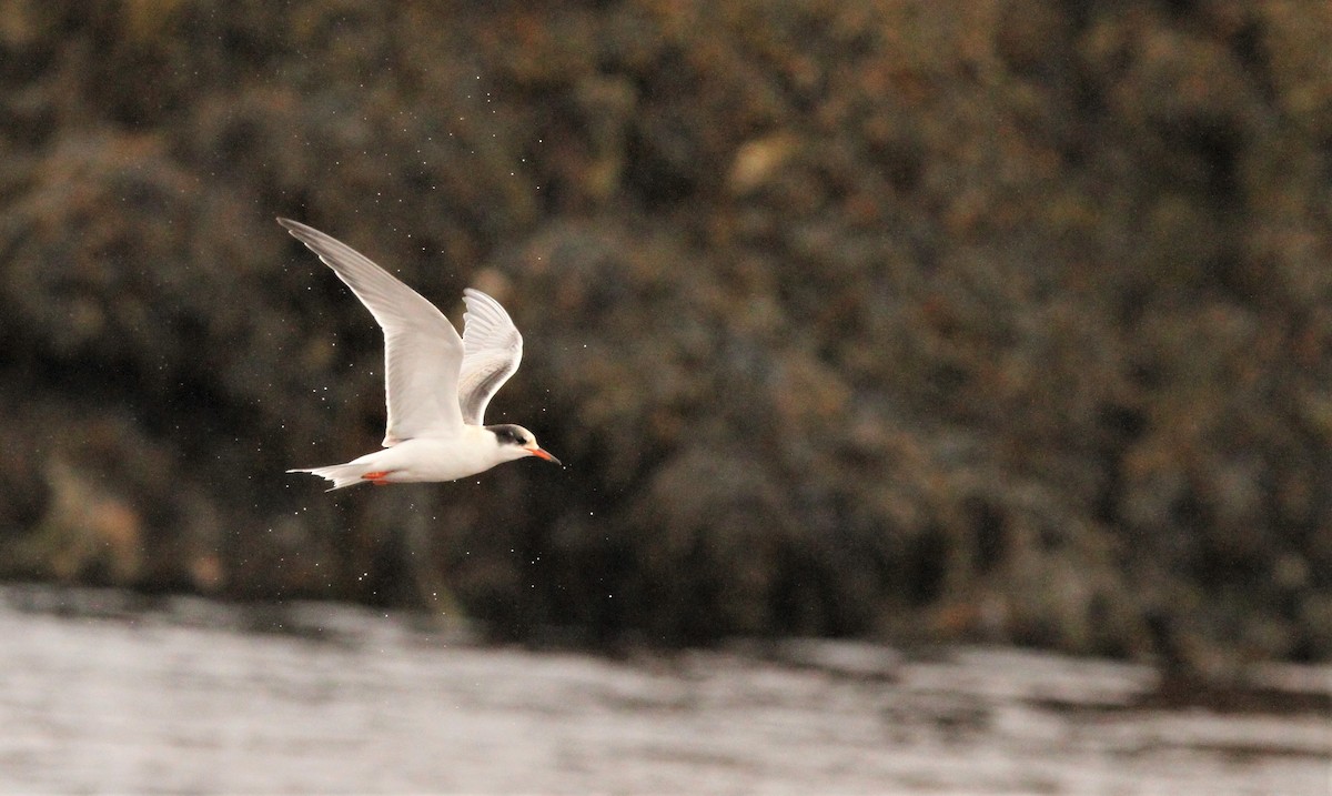 Common Tern - Simon Davies