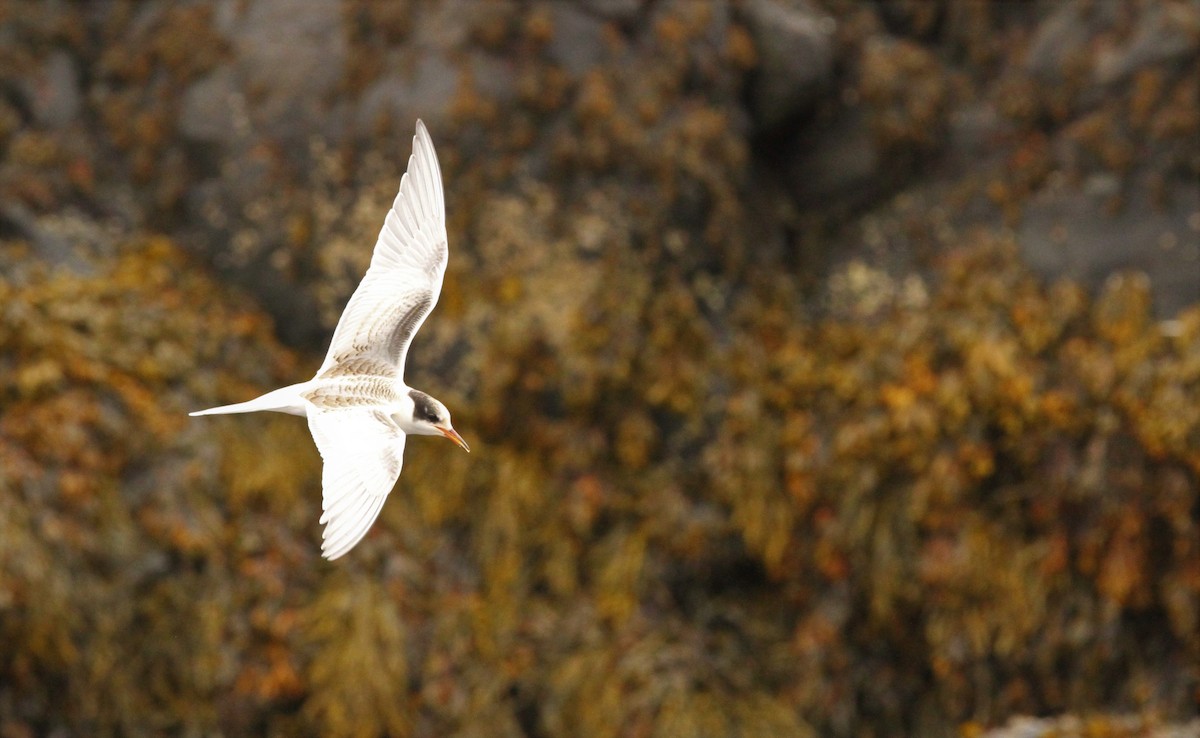 Common Tern - Simon Davies