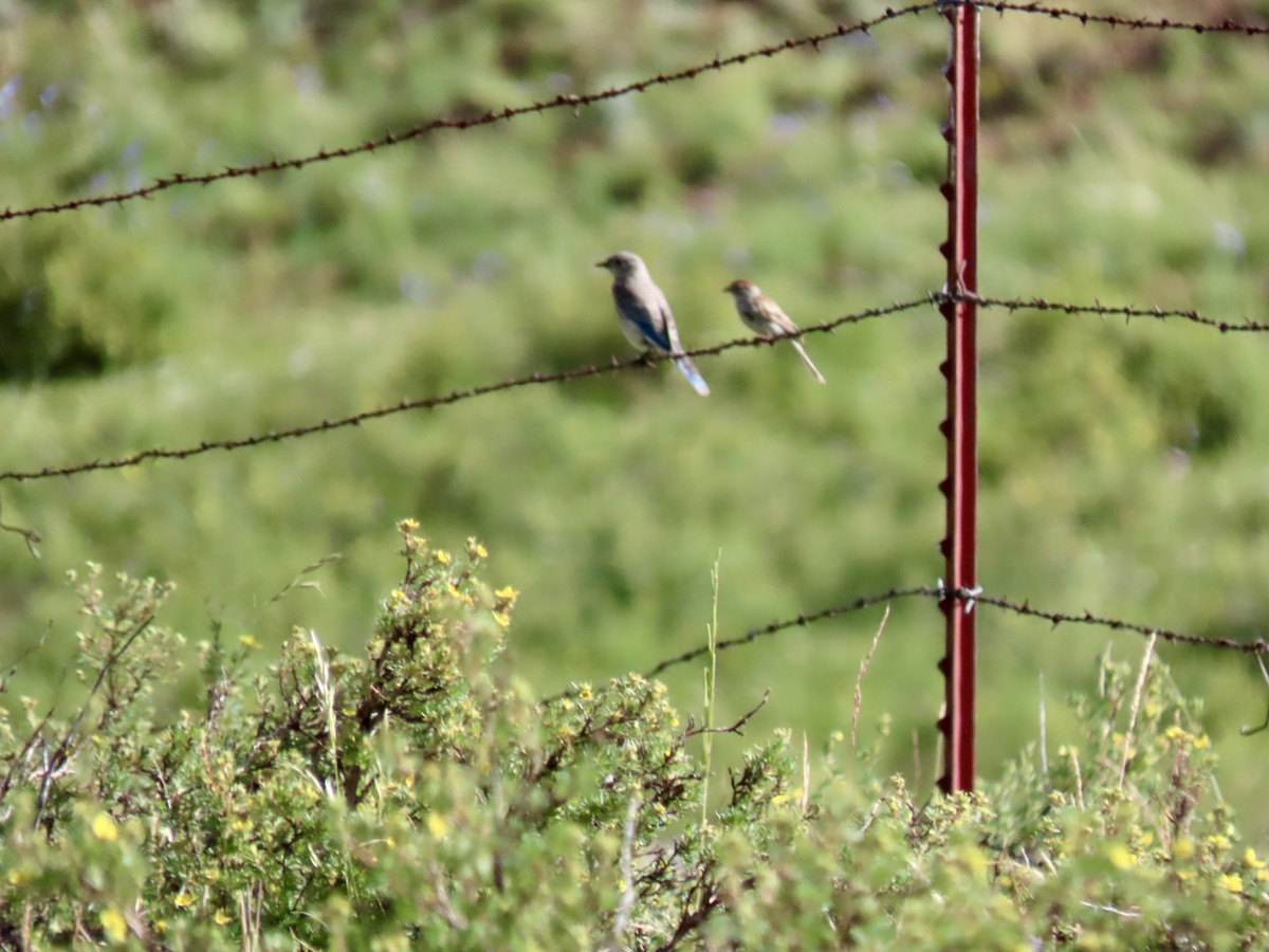 Mountain Bluebird - ML597915901
