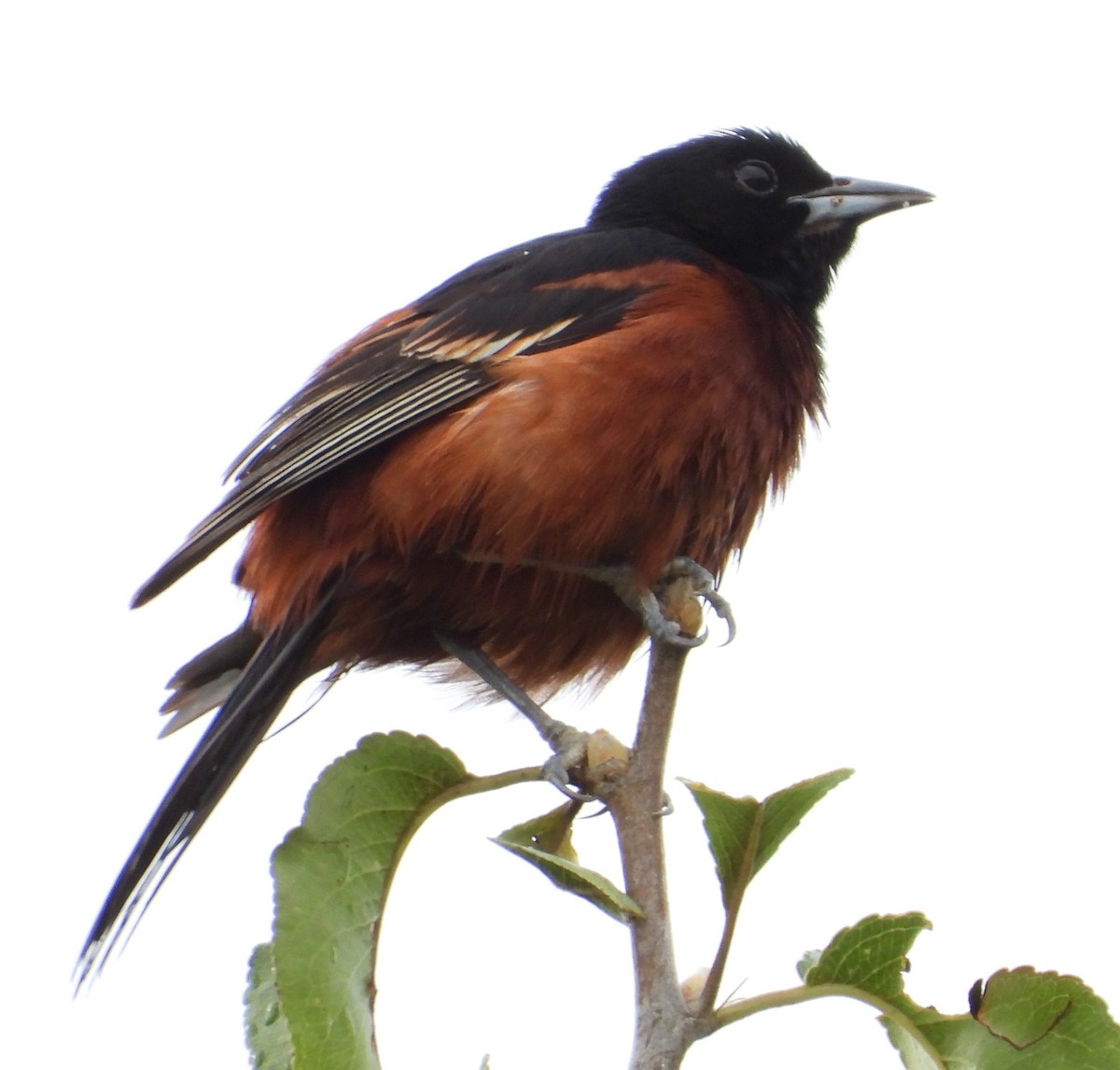 Orchard Oriole - ML597916101