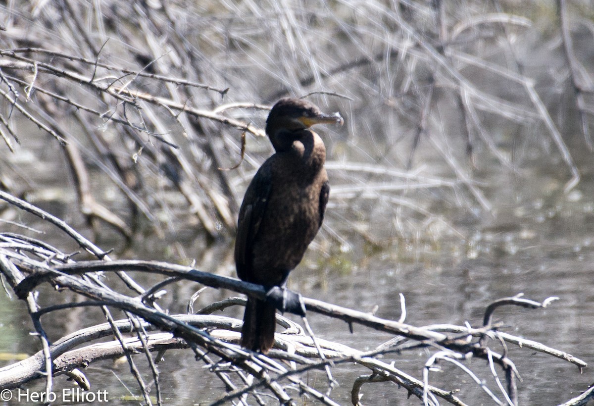 Neotropic Cormorant - ML59791691