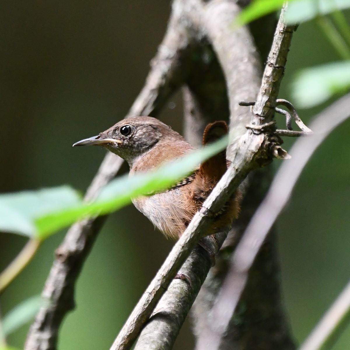 Northern House Wren - ML597917191