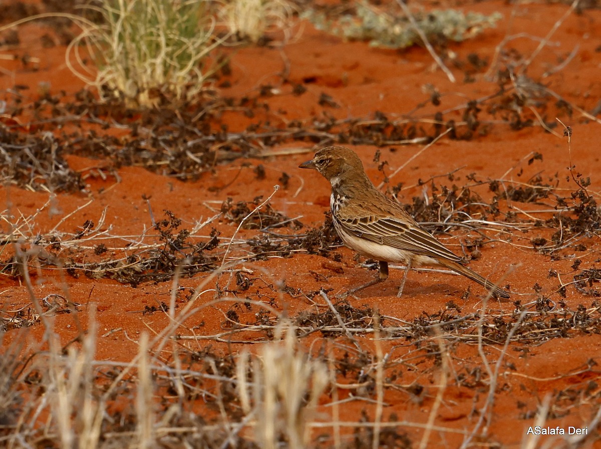 Red Lark - ML597917351