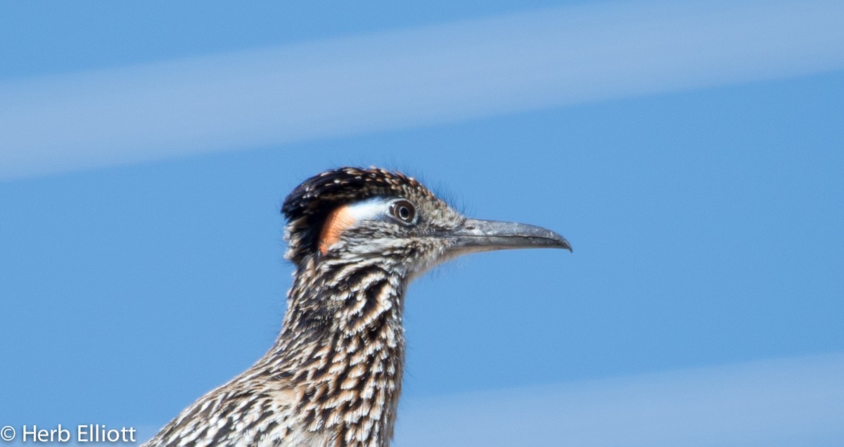 Greater Roadrunner - ML59791801