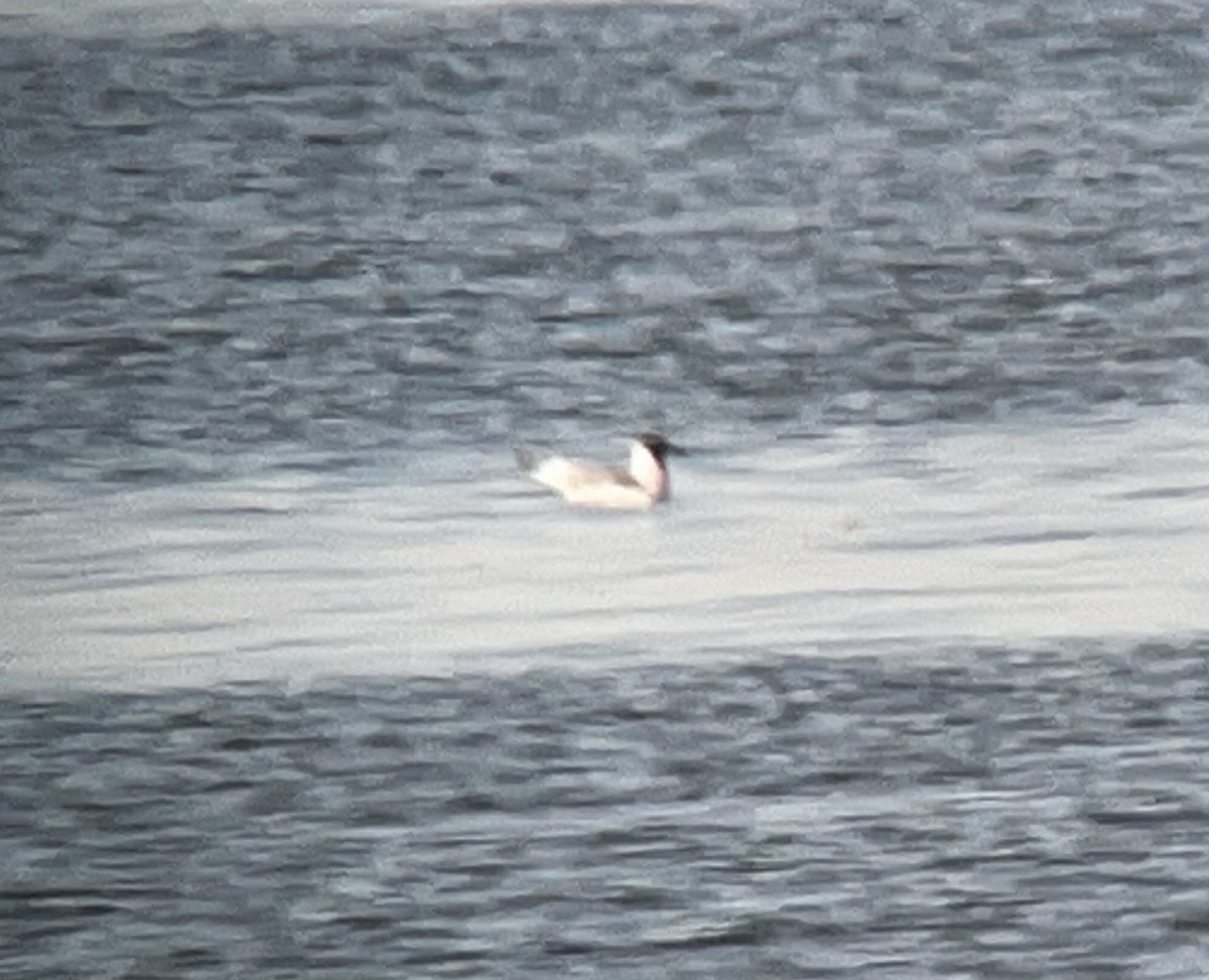 Franklin's Gull - ML597918131