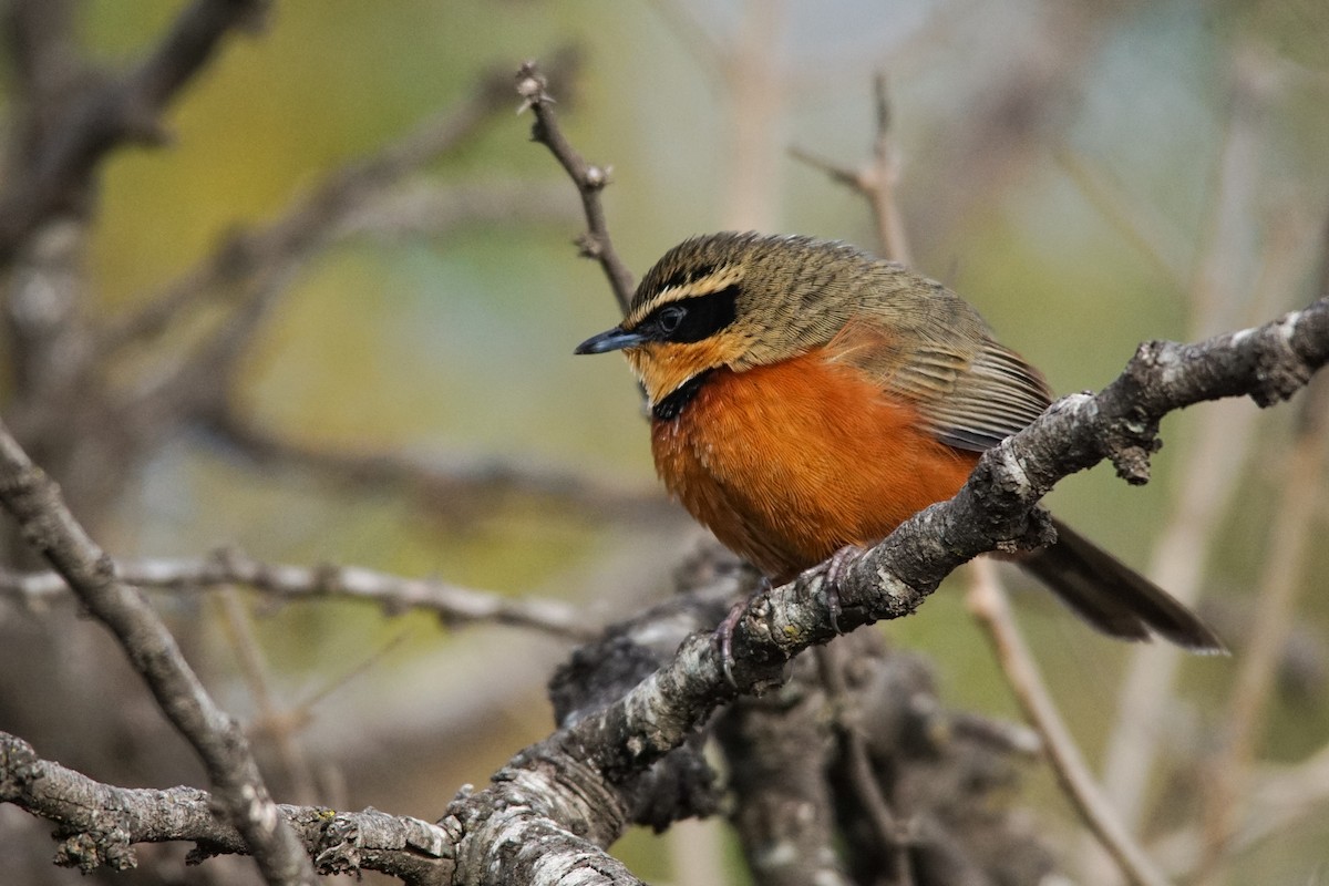 Olive-crowned Crescentchest - ML597918441