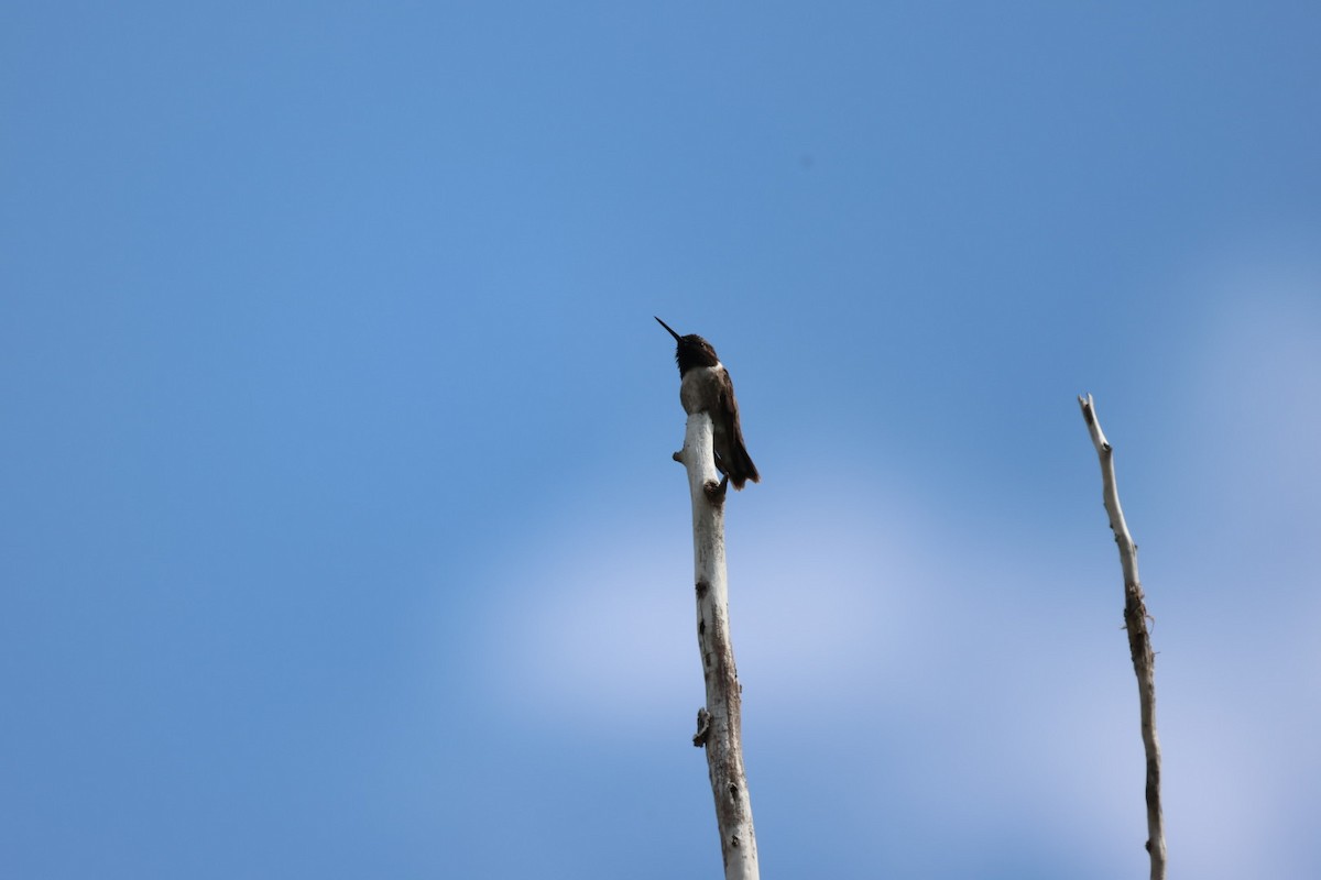Black-chinned Hummingbird - ML597918701