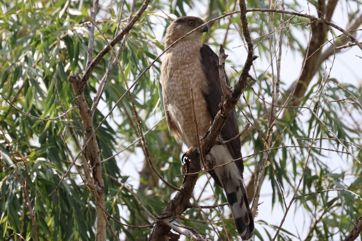 Cooper's Hawk - ML597918981