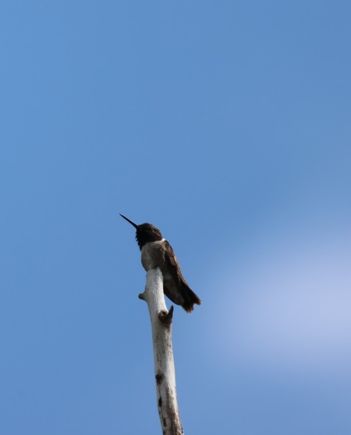 Black-chinned Hummingbird - ML597919101