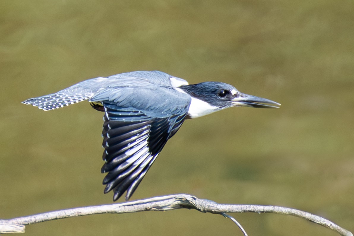 Belted Kingfisher - ML597919251