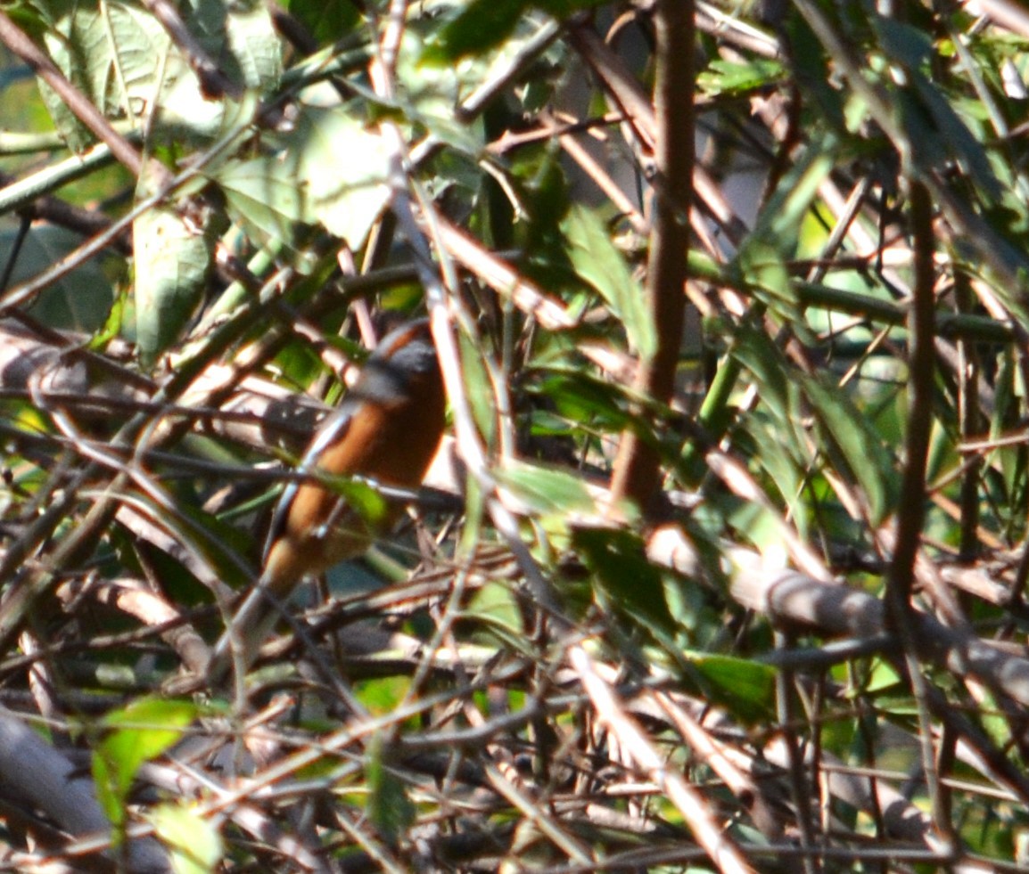 Rusty-browed Warbling Finch - ML597919271