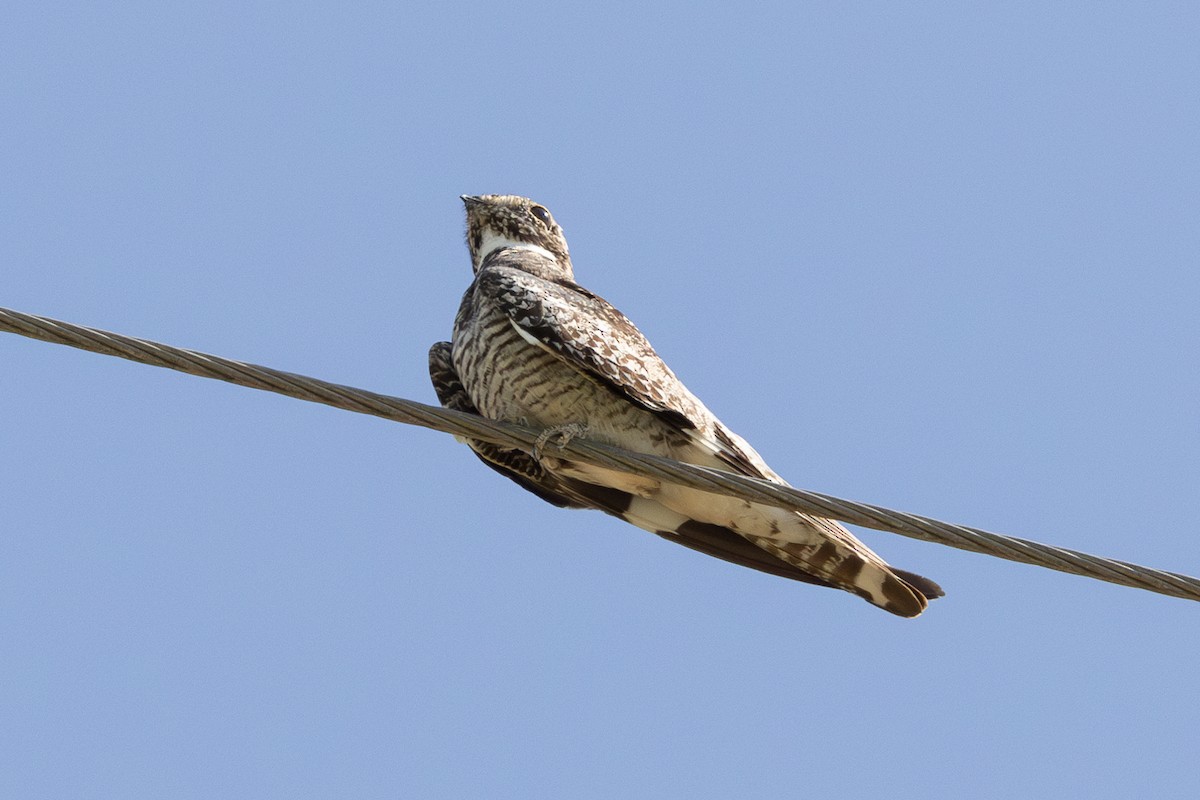 Common Nighthawk - Letha Slagle