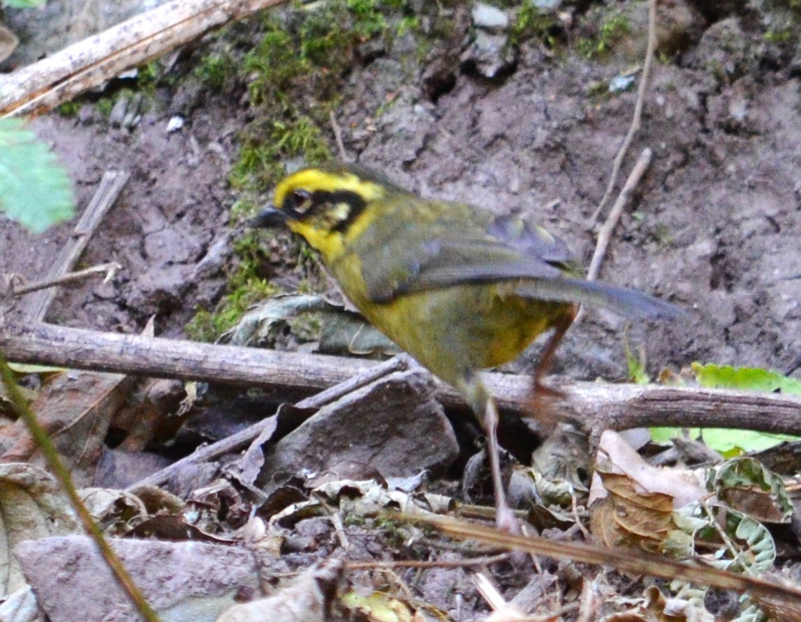 Yellow-striped Brushfinch - ML597919331