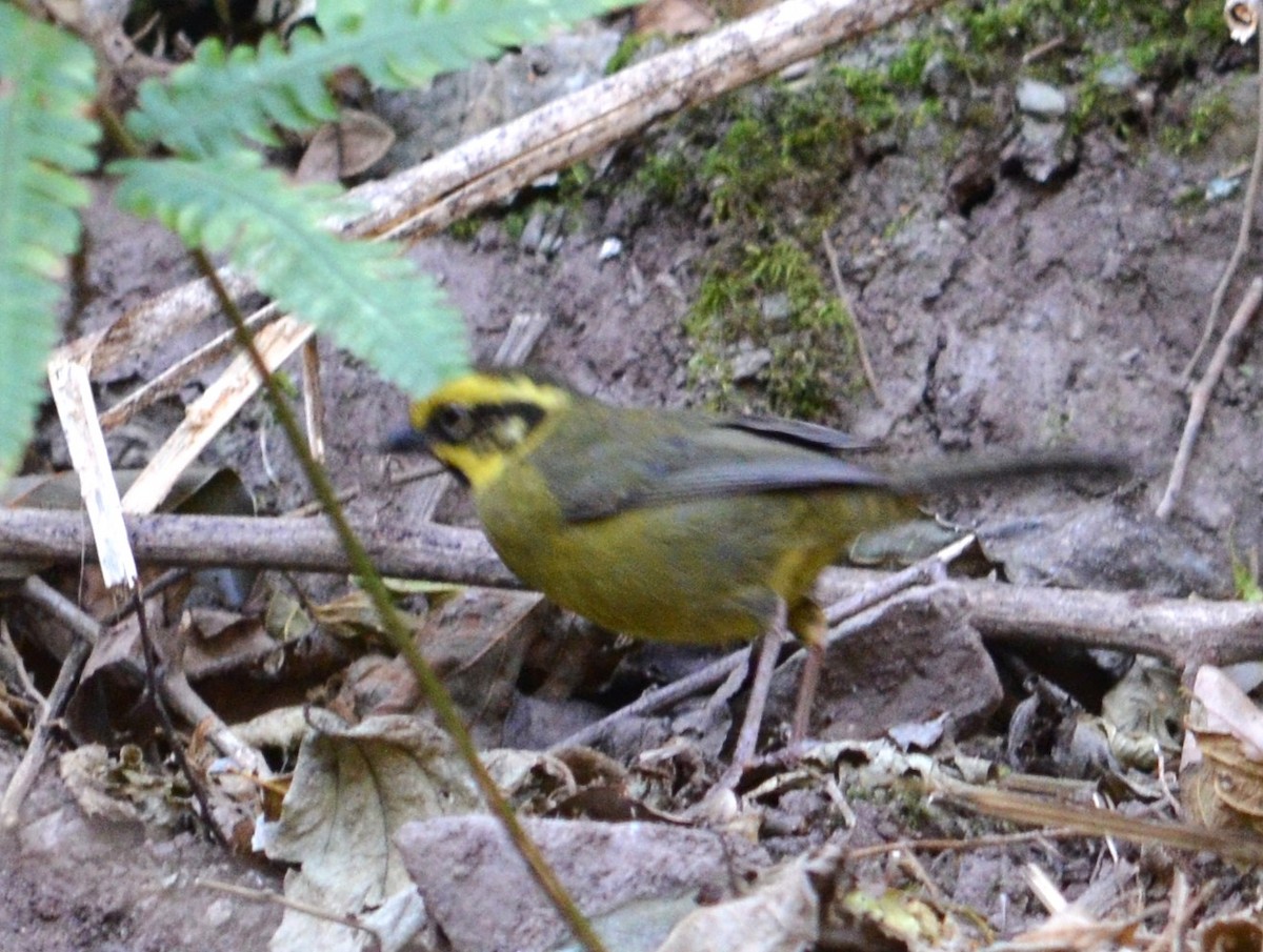 Yellow-striped Brushfinch - ML597919341