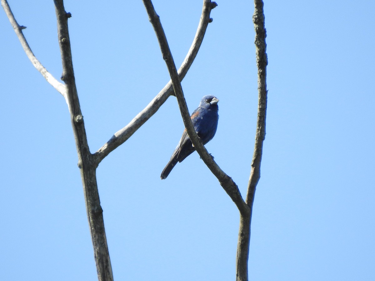 Blue Grosbeak - ML59791971