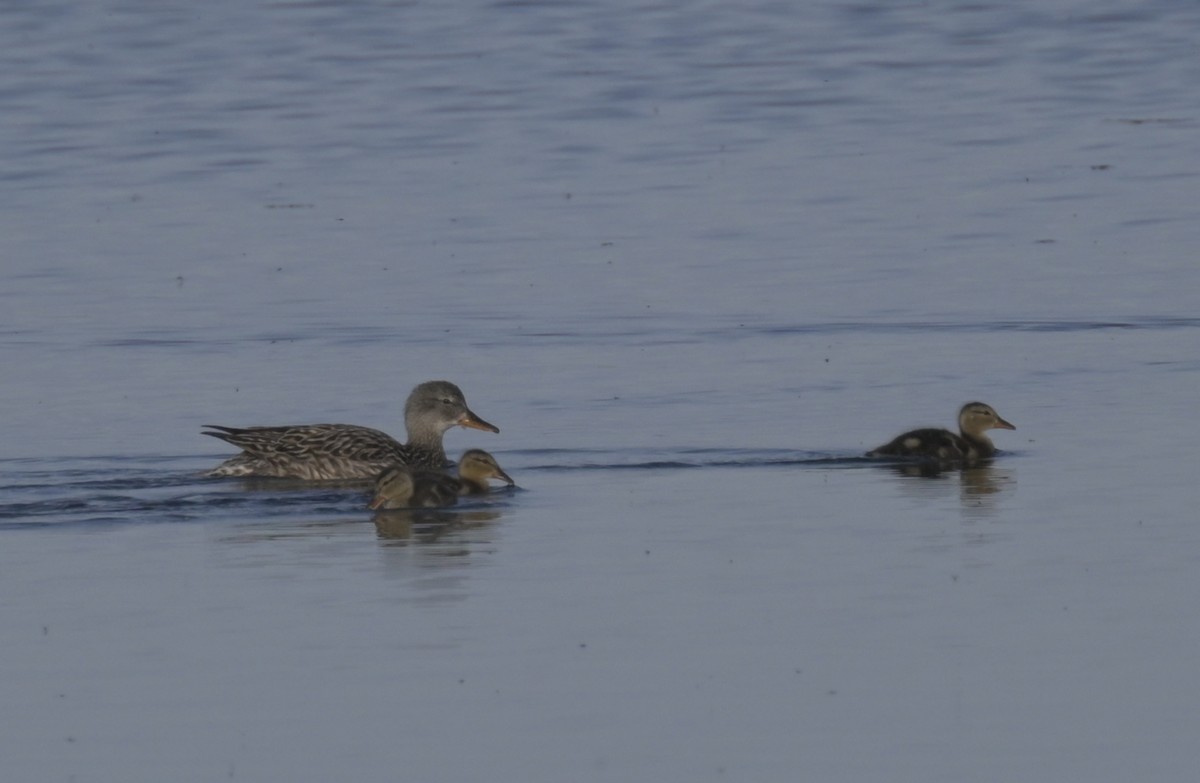 Gadwall - ML597920181