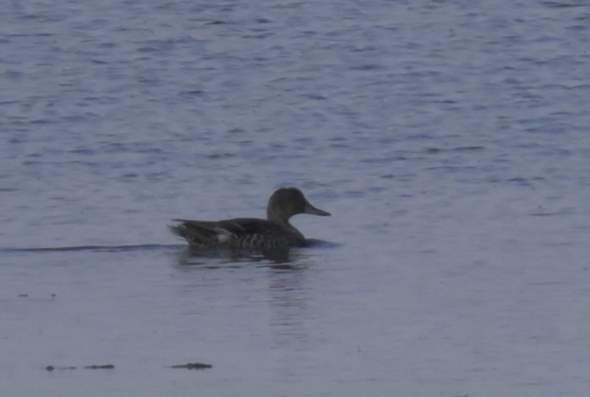 Northern Pintail - Guy Lafond