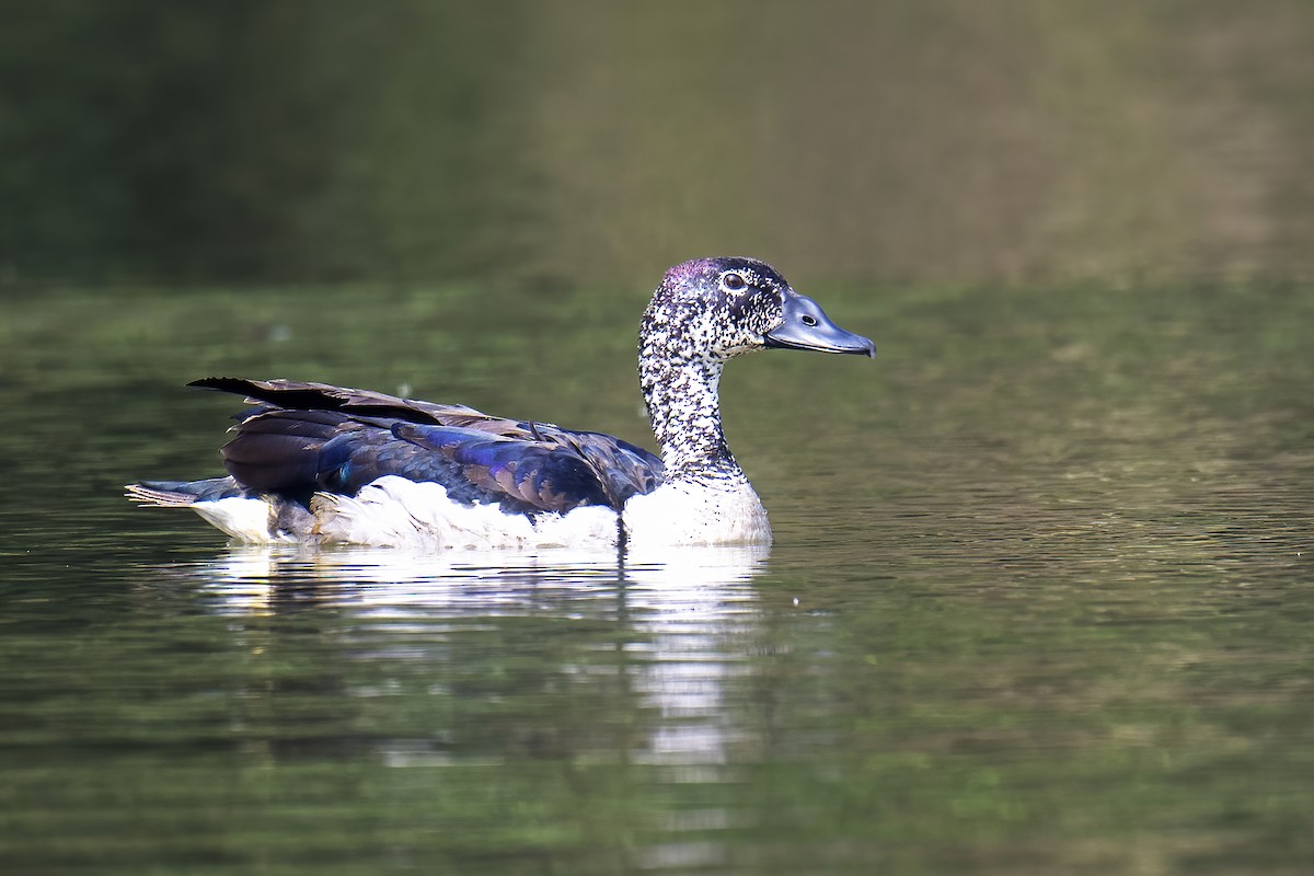 Knob-billed Duck - Parthasarathi Chakrabarti