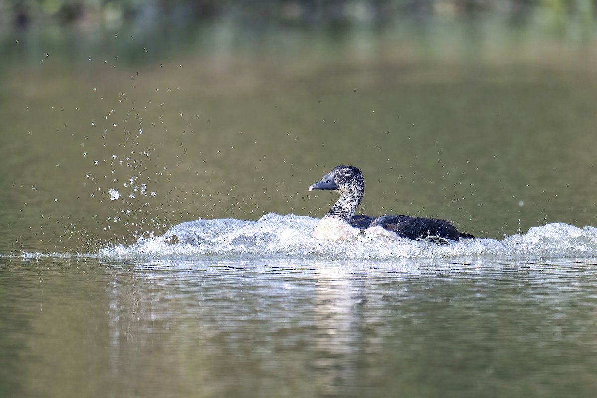 Knob-billed Duck - Parthasarathi Chakrabarti