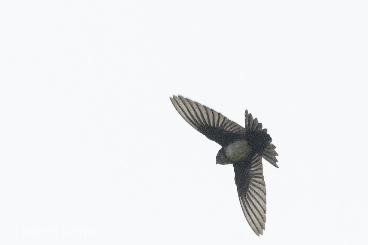 Pale-footed Swallow - Martin Dellwo