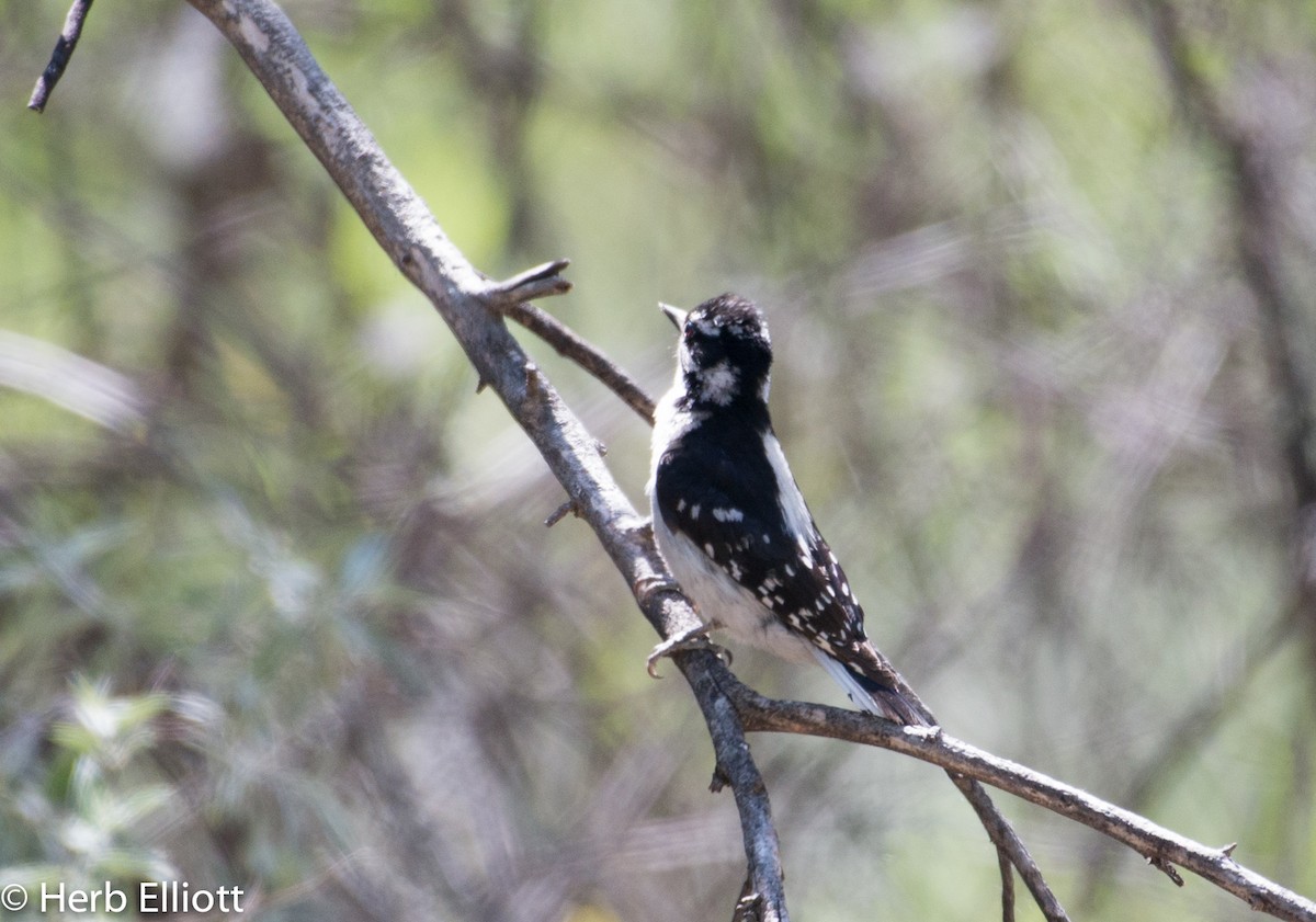 セジロコゲラ（leucurus／glacialis） - ML59792081