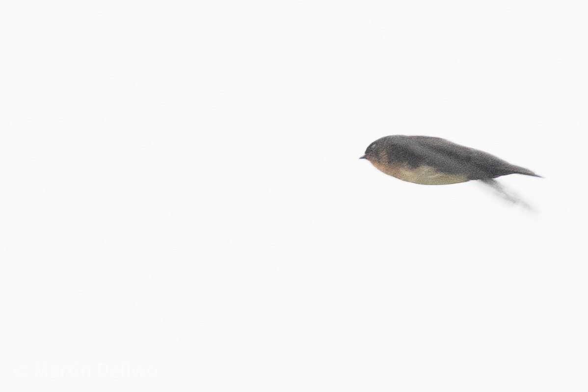 Pale-footed Swallow - ML597920841