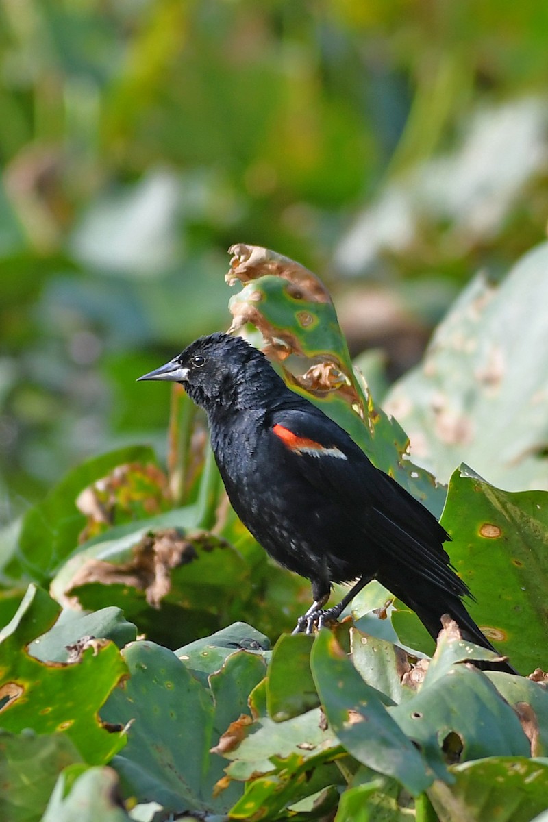 Red-winged Blackbird - ML597921121