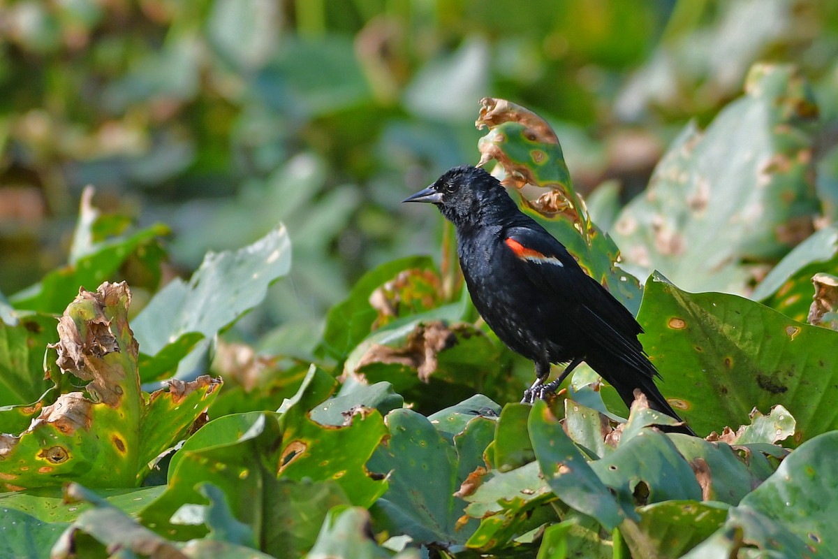 Red-winged Blackbird - ML597921131